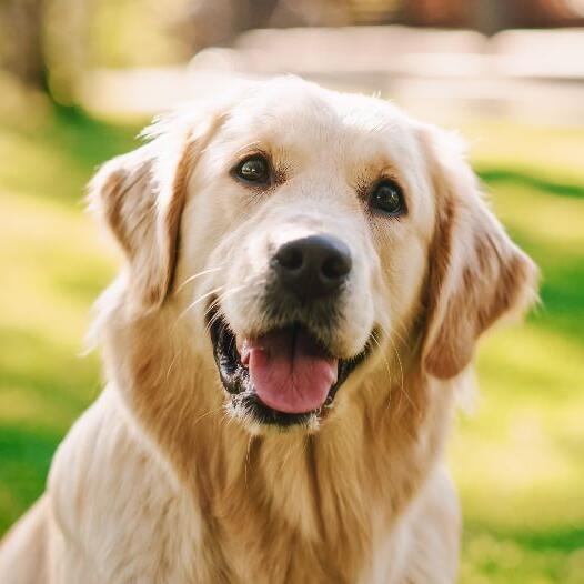 Retriever clearance